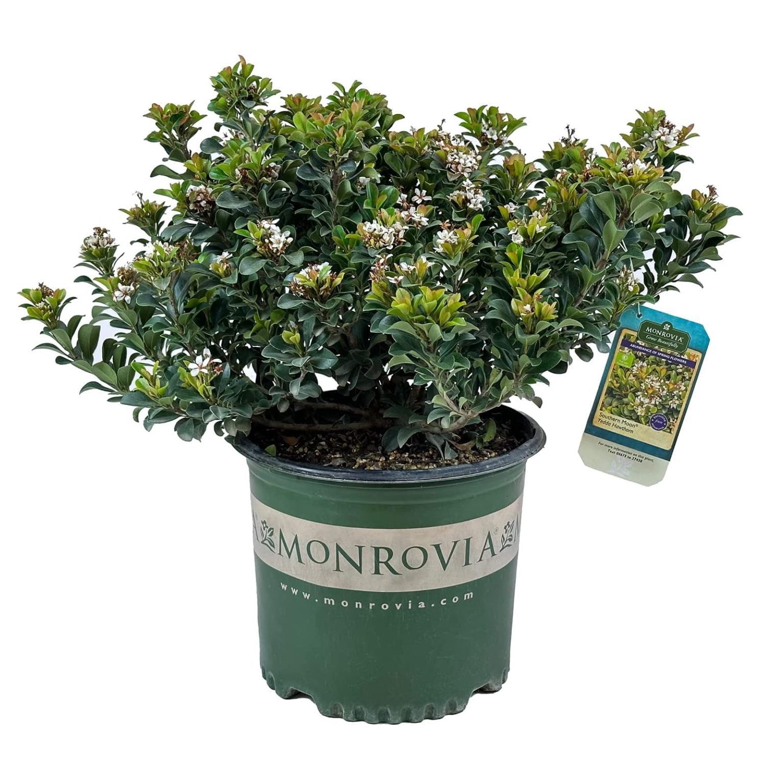  Southern Moon Yedda Hawthorn 3 gal Monrovia Shrub Spring White Flowers Green Foliage