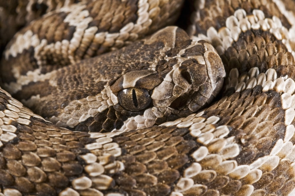 Southern Pacific Rattlesnake (Crotalus Oreganus Helleri) San Jacinto Mountains California United States Of America Canvas Art - Jack Goldfarb Design Pics (17 x 11)