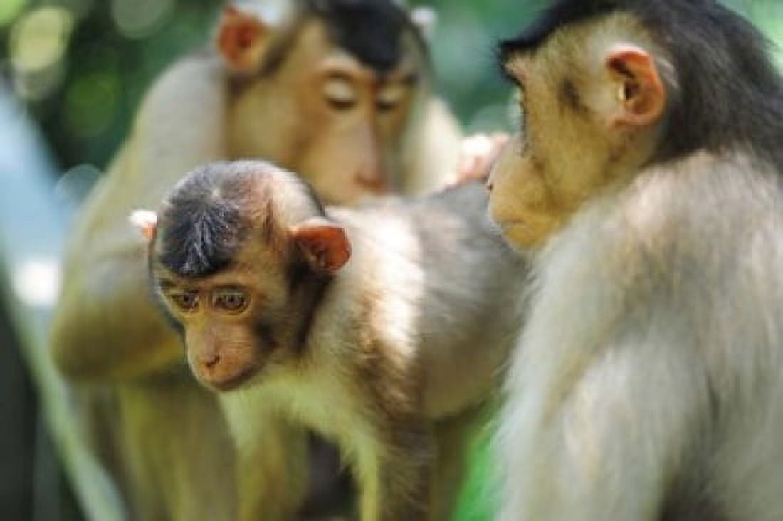 Southern Pig-Tailed Macaque Sepilok Borneo Malaysia Canvas Art - Anthony Asael DanitaDelimont (18 x 12)