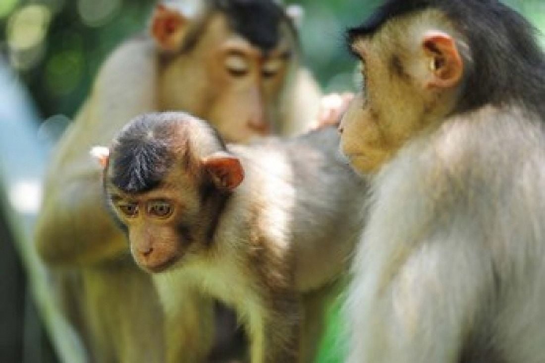 Southern Pig-Tailed Macaque Sepilok Borneo Malaysia Canvas Art - Anthony Asael DanitaDelimont (36 x 24)