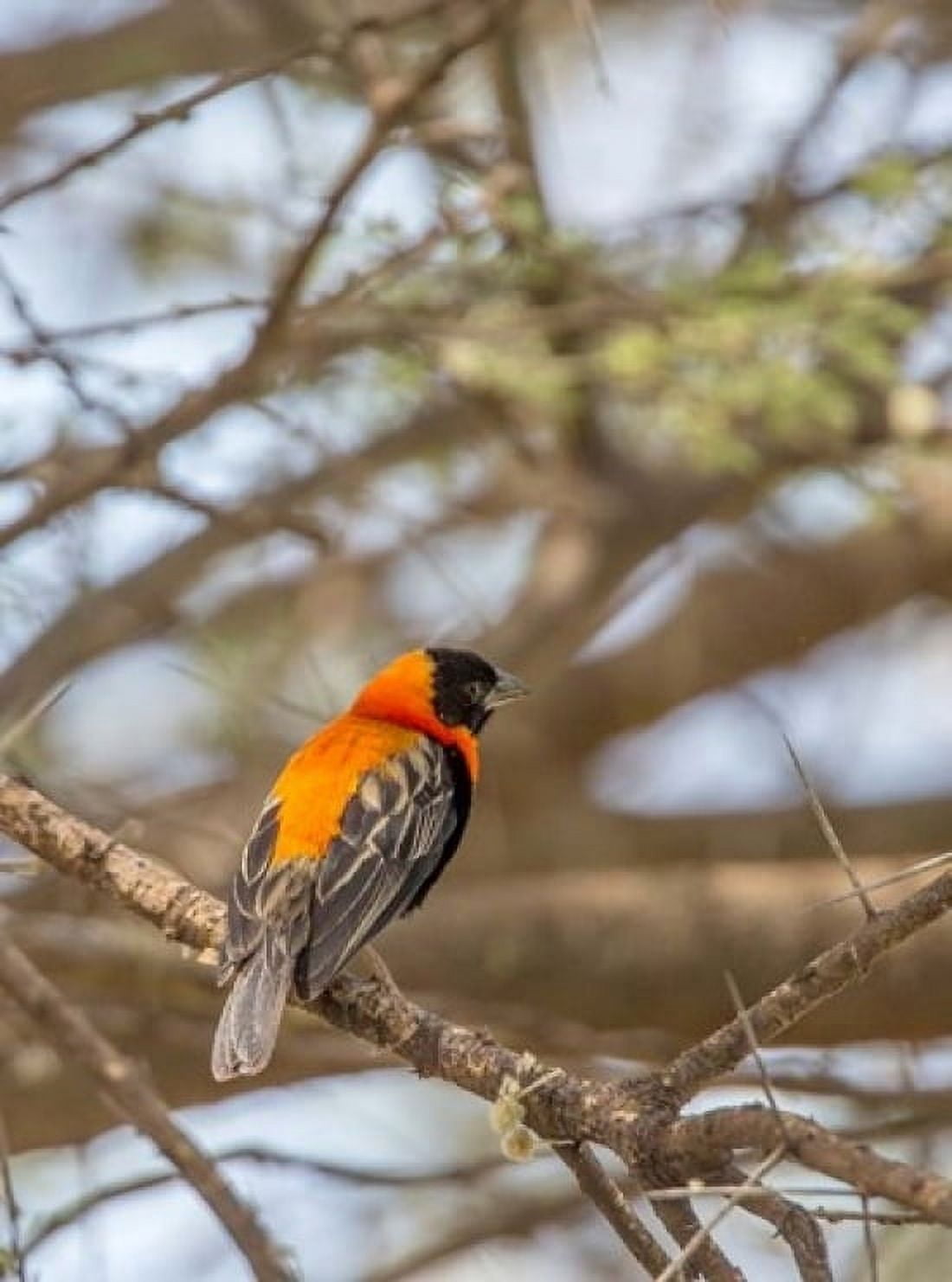 Southern Red Bishop Lake Manyara NP Tanzania Canvas Art - Charles Sleicher DanitaDelimont (18 x 24)