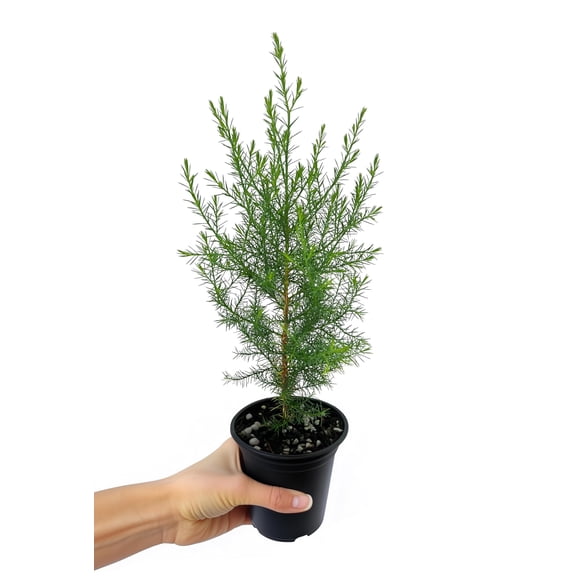 Southern Red Cedar | 3 Live 4 Inch Pots | Juniperus Virginiana Silicicola | Evergreen Privacy Trees | Native Landscape Plants