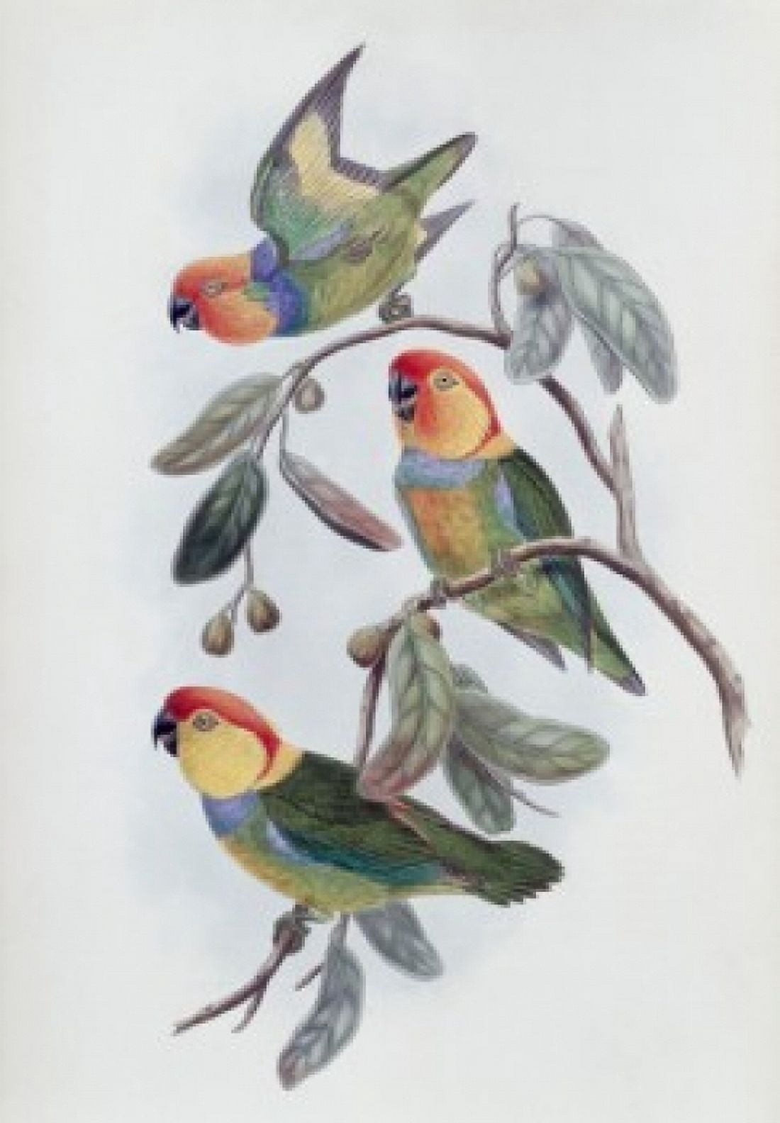 Southern Ring Perroquet John Gould (1804-1881 British) Canvas Art - John Gould (24 x 36)