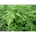 thumbnail image 1 of Southern Shield Fern - 5 Live Plants in 4 Inch Grower's Pots - Thelypteris Kunthii - Exotic Easy Care Textured Ferns from Florida, 1 of 7
