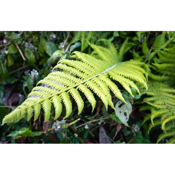Southern Shield Fern - Live Plant in a 6 Inch Grower's Pot - Thelypteris Kunthii - Exotic Easy Care Textured Ferns from Florida