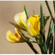 CHUXAY GARDEN RooibosITSC&nbsp;Seed,Aspalathus Linearis,Bush Tea,Red Tea 100 Seeds Lovely Yellow Flowers Grows in Garden and Pots Great for Making Tea