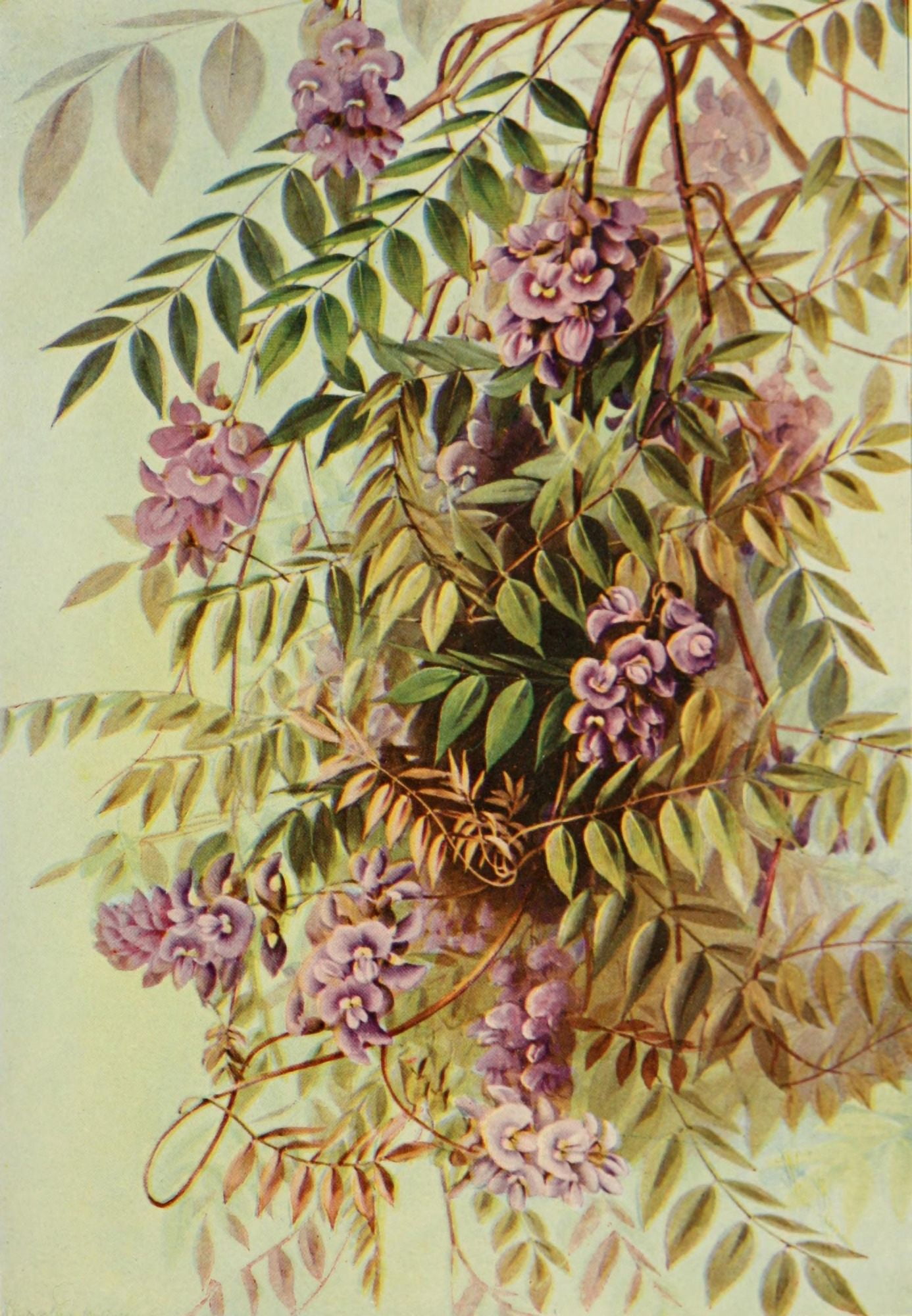 Southern Wild Flowers 1901 American Wistaria Canvas Art - Ellis Rowan (24 x 36)