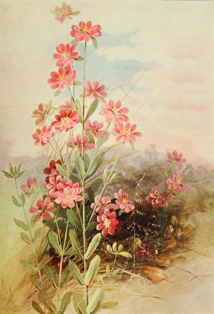 Southern Wild Flowers 1901 Boykins Marsh Pink Canvas Art - Ellis Rowan (18 x 24)
