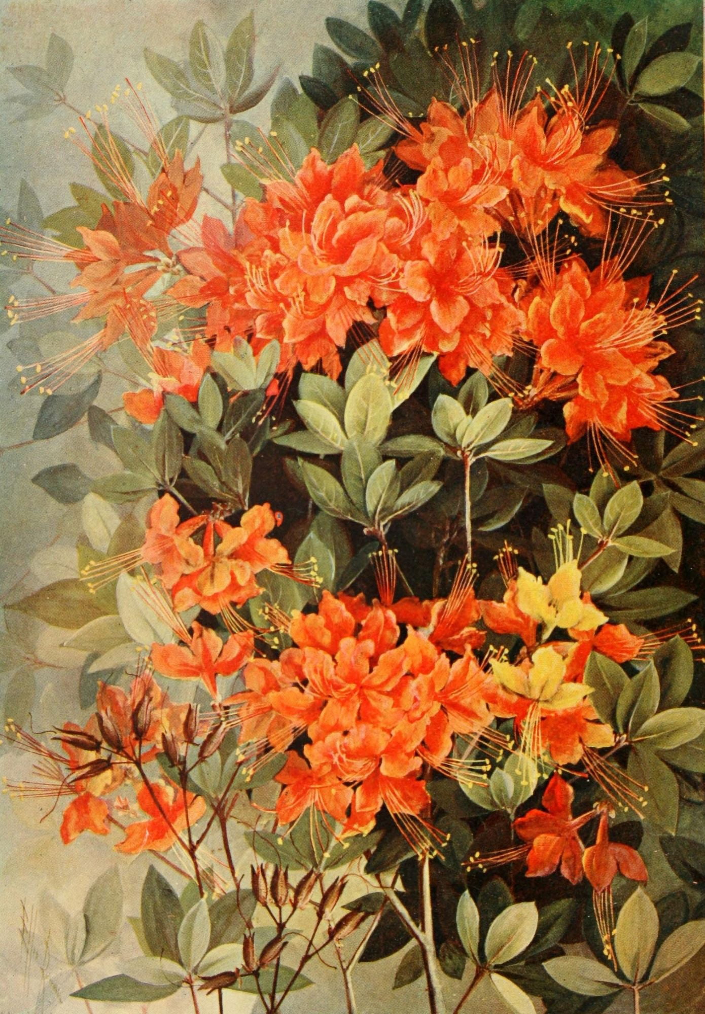 Southern Wild Flowers 1901 Flame Azalea Canvas Art - Ellis Rowan (18 x 24)
