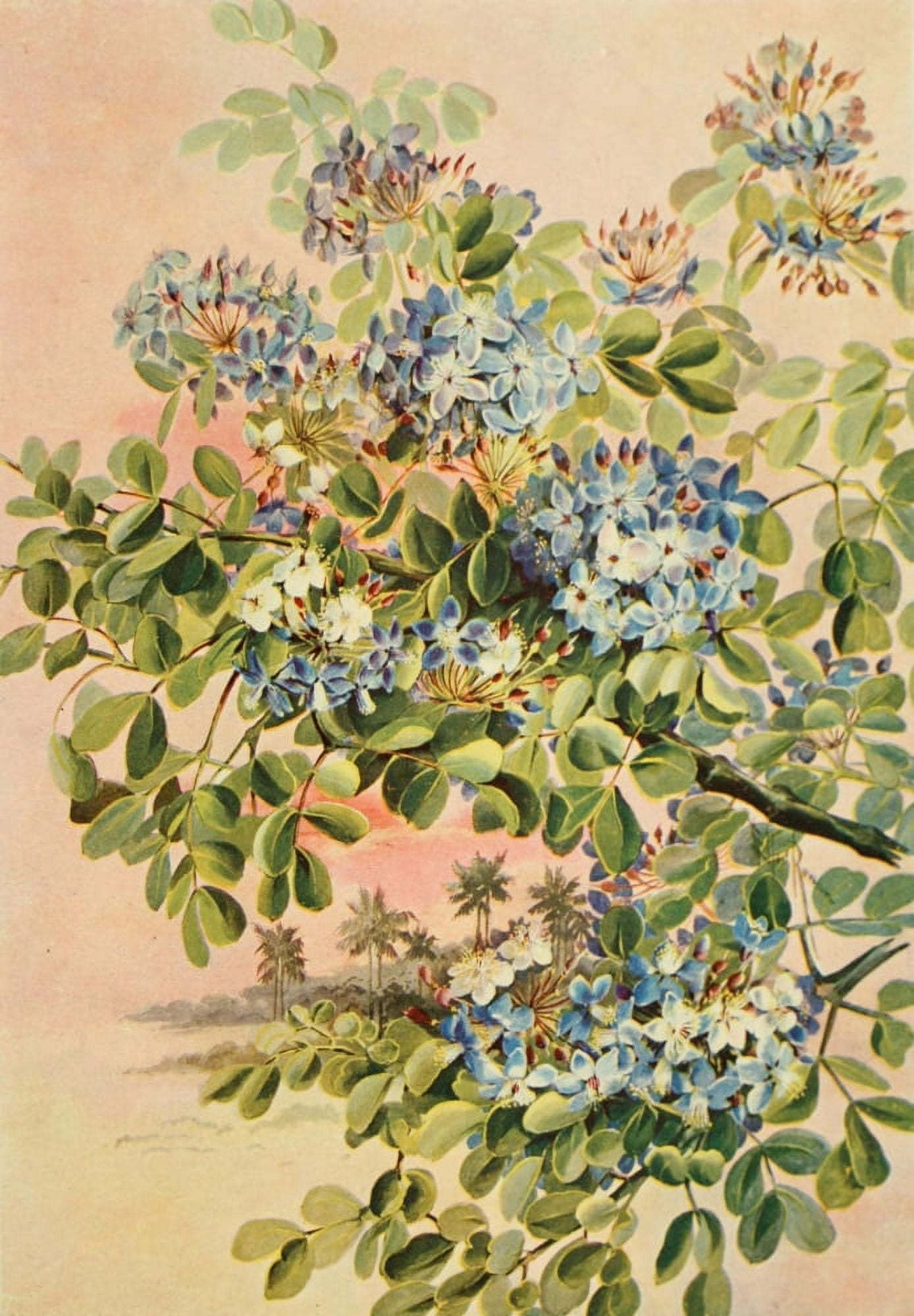 Southern Wild Flowers 1901 Lignum-vitae Canvas Art - Ellis Rowan (24 x 36)