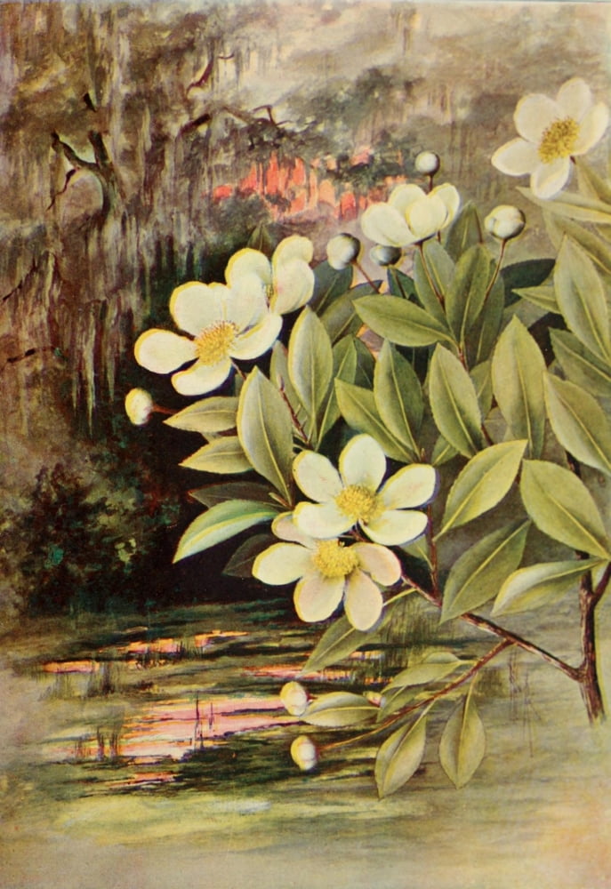 Southern Wild Flowers 1901 Loblolly Bay Canvas Art - Ellis Rowan (24 x 36)