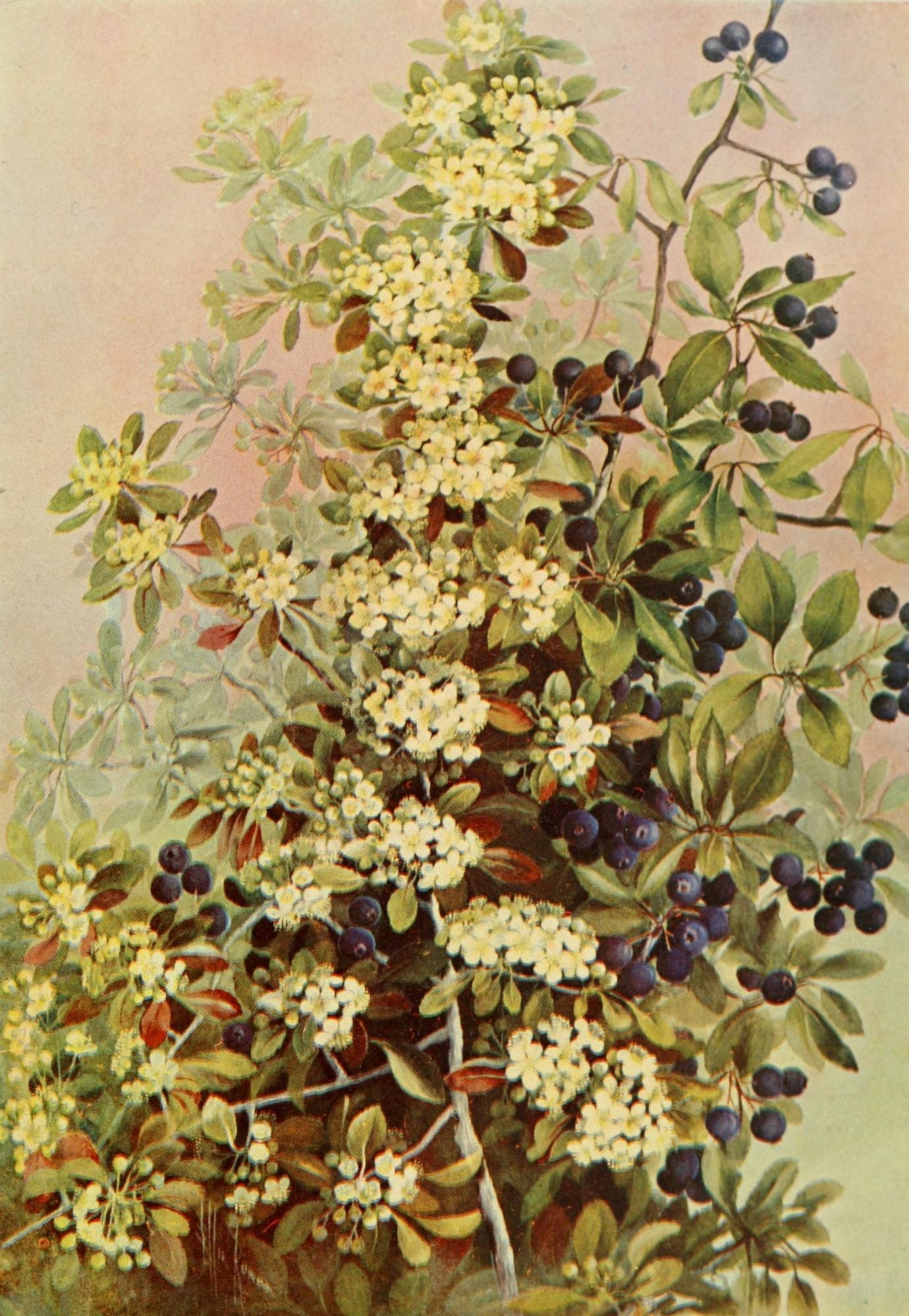 Southern Wild Flowers 1901 Pomette Bleue Canvas Art - Ellis Rowan (18 x 24)