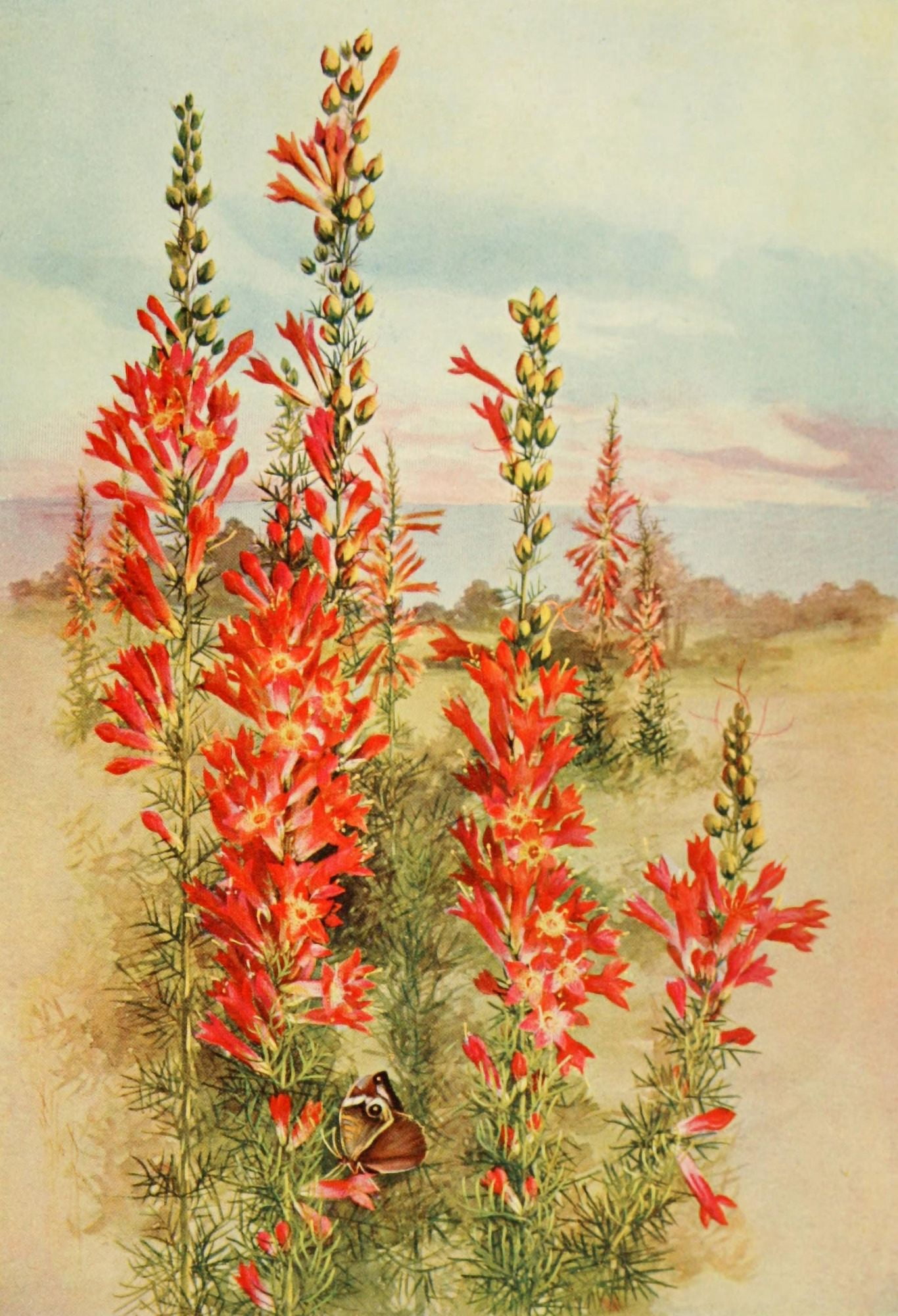 Southern Wild Flowers 1901 Raven-footed Gilia Canvas Art - Ellis Rowan (24 x 36)