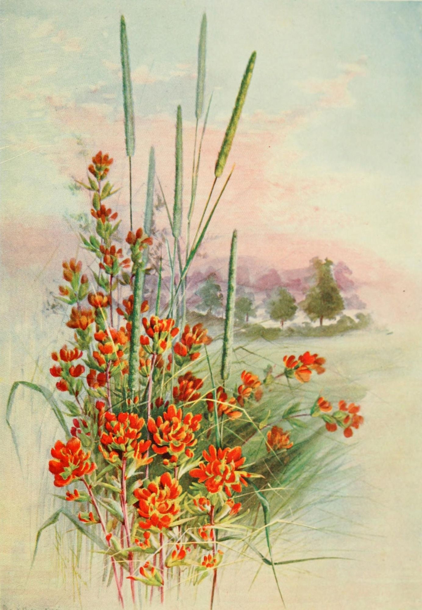 Southern Wild Flowers 1901 Scarlet Painted-cup Canvas Art - Ellis Rowan (18 x 24)