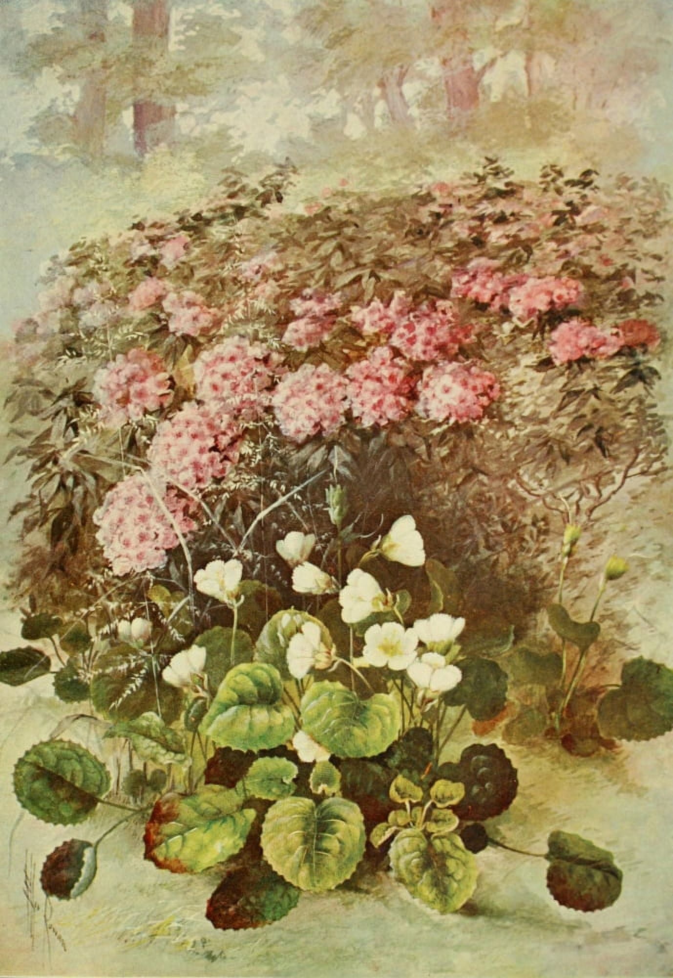 Southern Wild Flowers 1901 Shortia Canvas Art - Ellis Rowan (18 x 24)