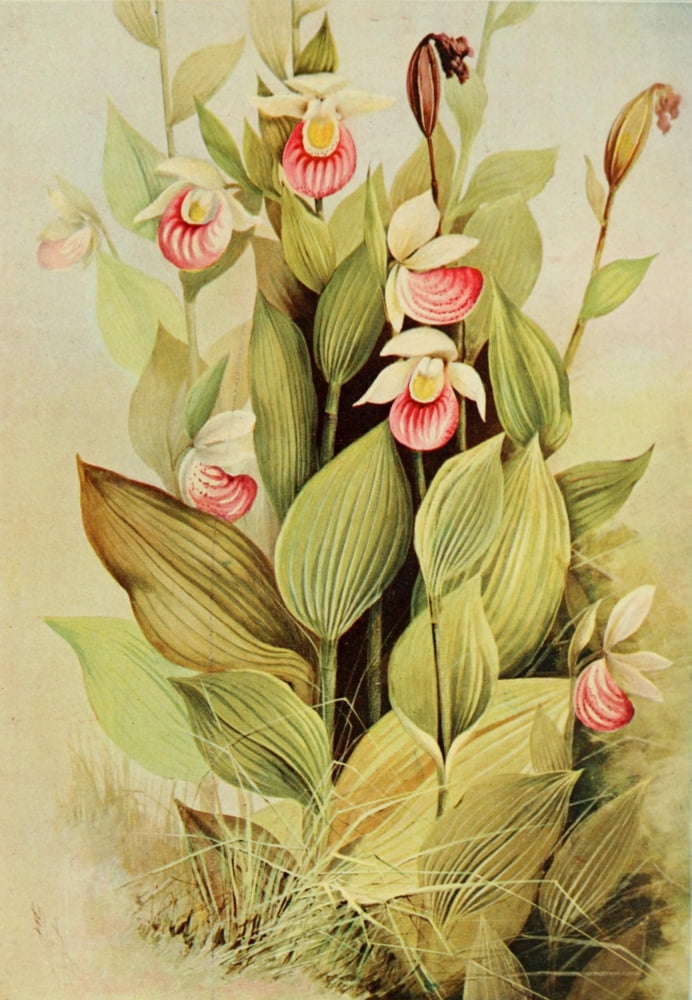 Southern Wild Flowers 1901 Showy Ladys Slipper Canvas Art - Ellis Rowan (18 x 24)