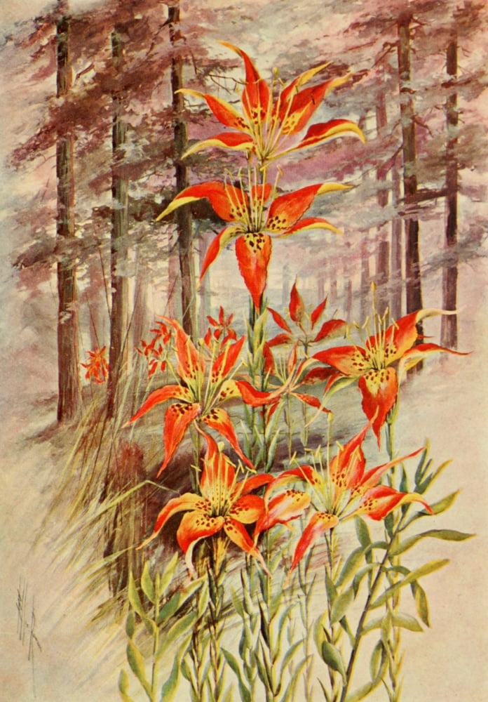 Southern Wild Flowers 1901 Southern Red Lily Canvas Art - Ellis Rowan (18 x 24)
