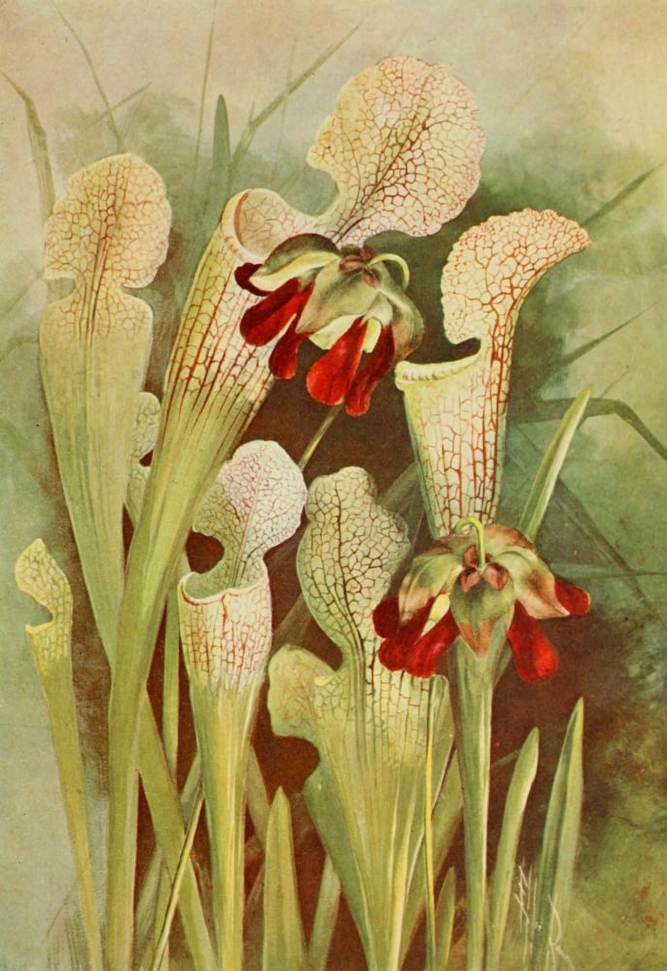 Southern Wild Flowers 1901 Trumpets Canvas Art - Ellis Rowan (18 x 24)