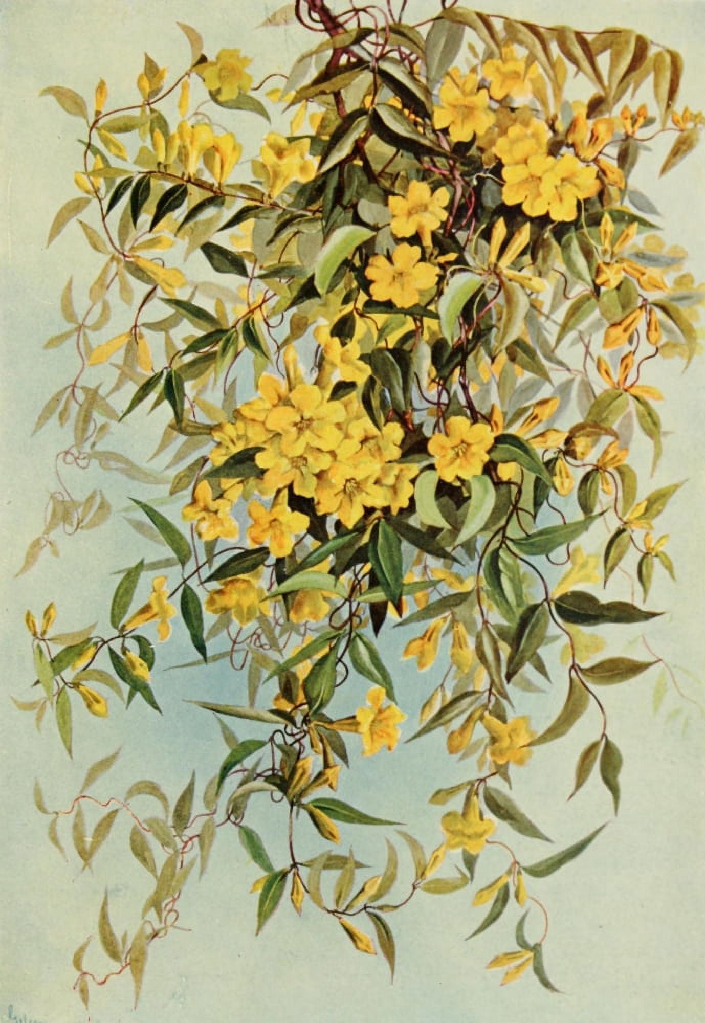 Southern Wild Flowers 1901 Yellow Jessamine Canvas Art - Ellis Rowan (18 x 24)