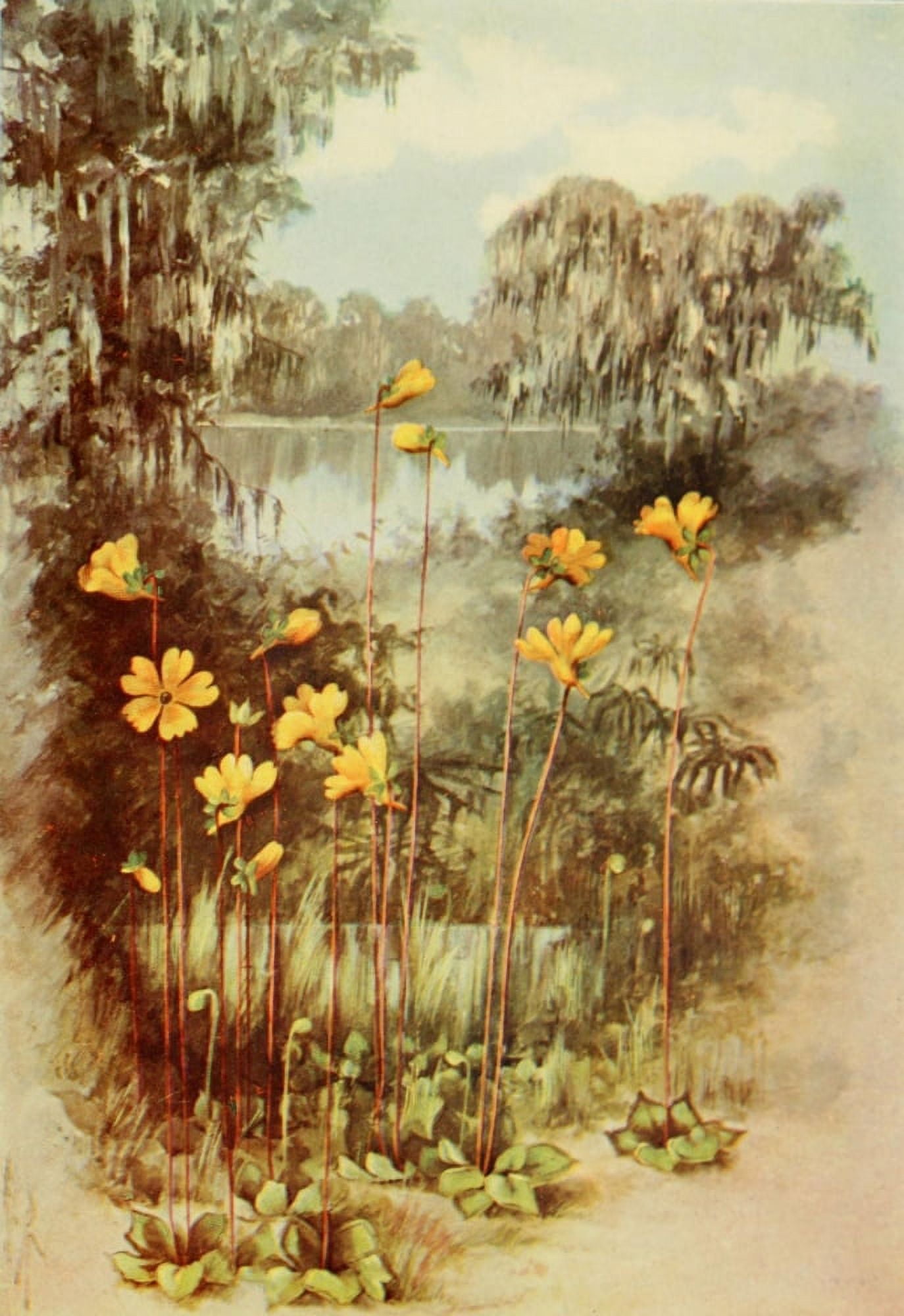 Southern Wild Flowers 1901 Yellow Pinguicula Canvas Art - Ellis Rowan (24 x 36)
