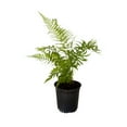 thumbnail image 1 of Expert Gardener Southern Wood Fern (2.5 Quart) Semi-Evergreen Perennial with Lush Green Foliage - Part Sun Live Outdoor Plant, 1 of 8