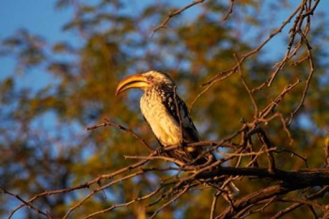Southern Yellow-billed Hornbill Hwange NP Zimbabwe Africa Canvas Art - David Wall DanitaDelimont (35 x 24)