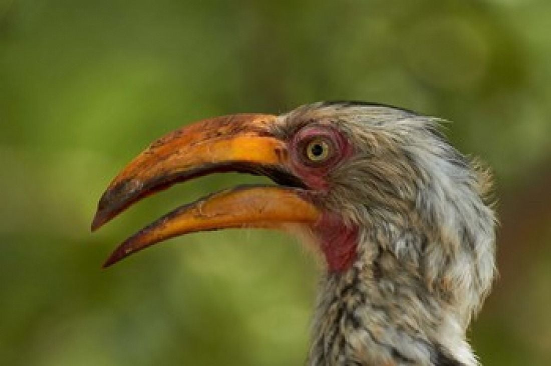 Southern Yellow-billed Hornbill Kruger National Park South Africa Canvas Art - David Wall DanitaDelimont (35 x 24)