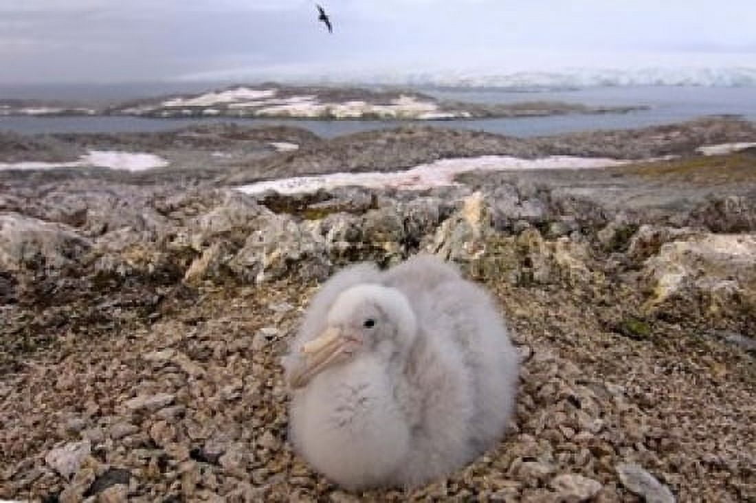 Southern giant petrel bird Antarctic Peninsula Canvas Art - Steve Kazlowski DanitaDelimont (17 x 11)
