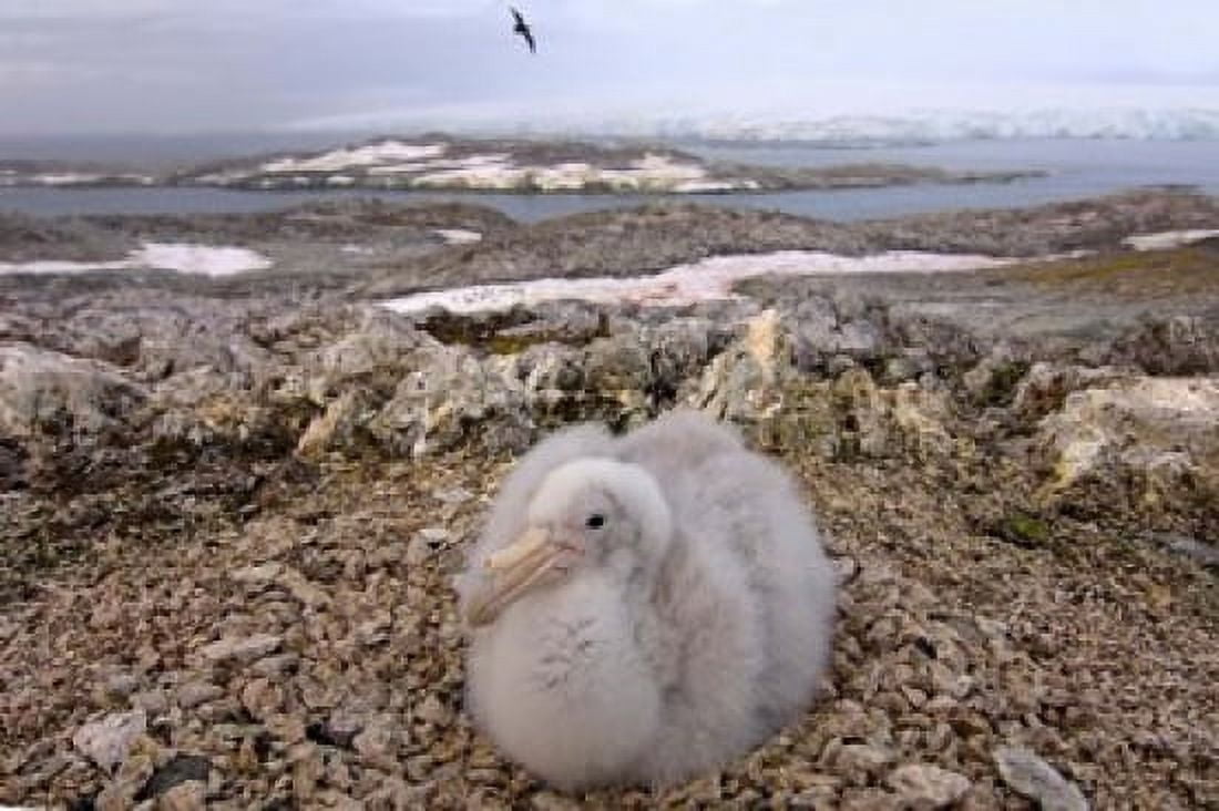 Southern giant petrel bird Antarctic Peninsula Canvas Art - Steve Kazlowski DanitaDelimont (34 x 23)
