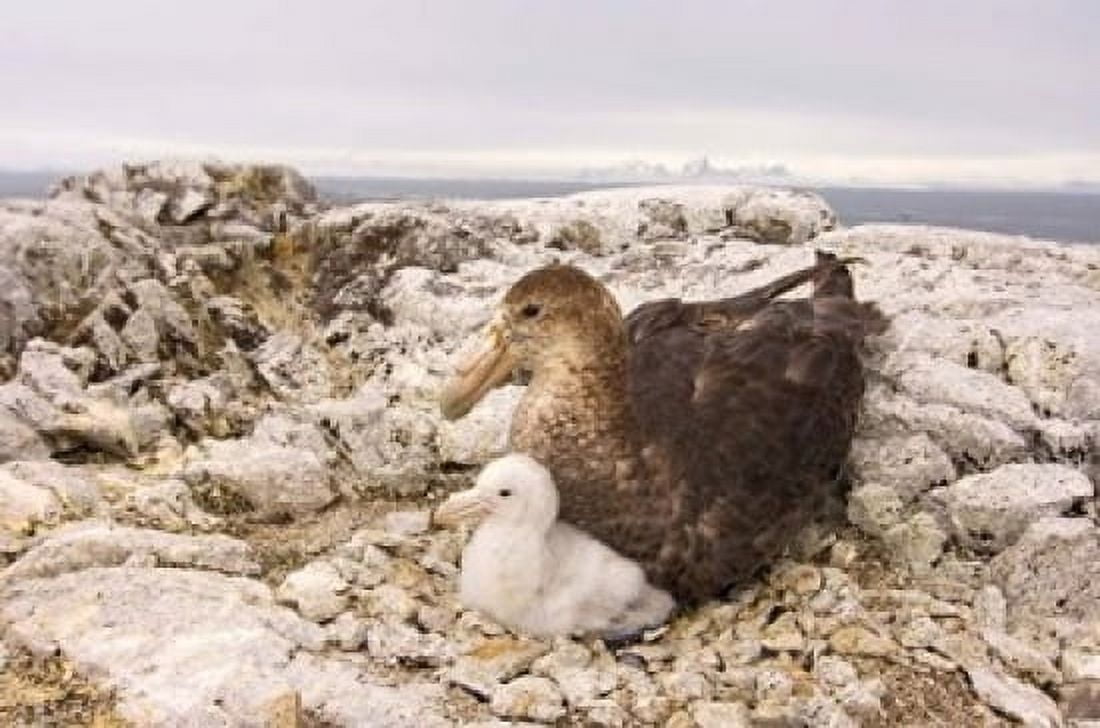 Southern giant petrel nest Antarctic Peninsula Canvas Art - Steve Kazlowski DanitaDelimont (35 x 23)