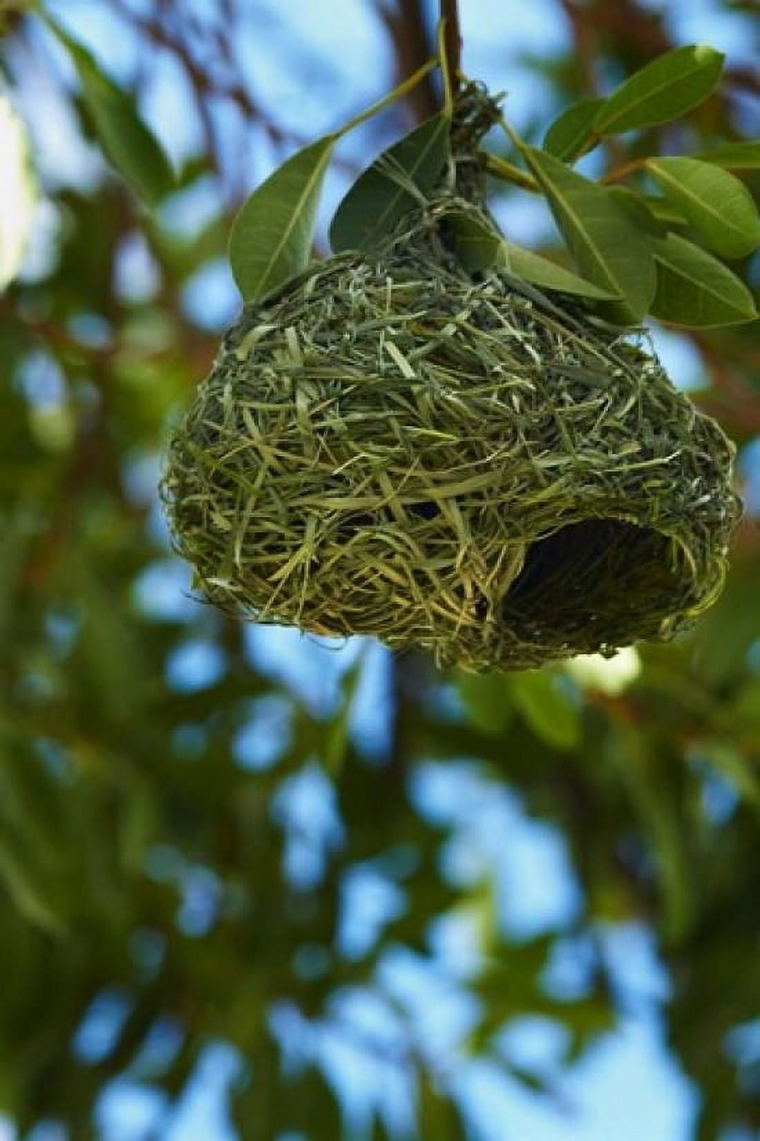 Southern masked weaver nest Etosha NP Namibia Africa Canvas Art - David Wall DanitaDelimont (12 x 17)
