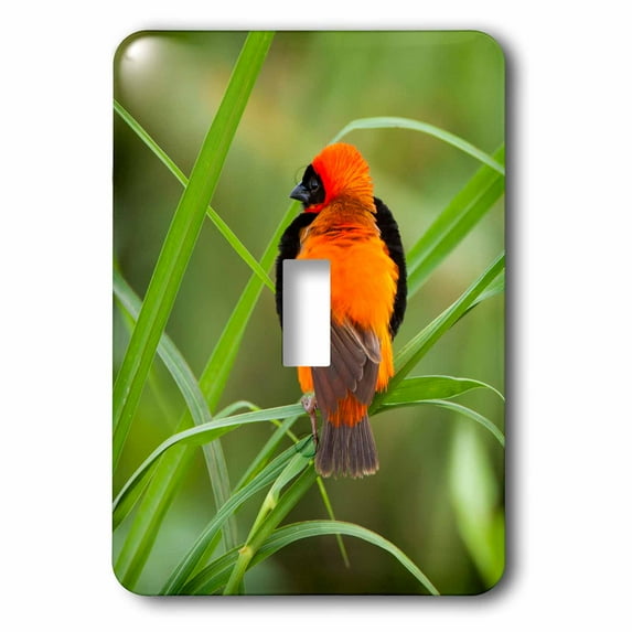 3dRose, Southern red bishop, Serengeti NP, Tanzania., single toggle switch