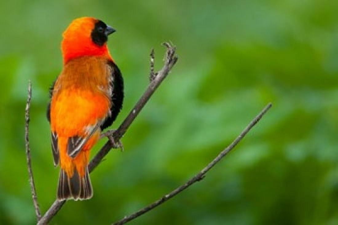 Southern red bishop Serengeti National Park Tanzania Canvas Art - Art Wolfe DanitaDelimont (35 x 24)