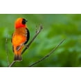 thumbnail image 1 of Southern red bishop, Serengeti National Park, Tanzania Poster Print by Art Wolfe (35 x 24), 1 of 1