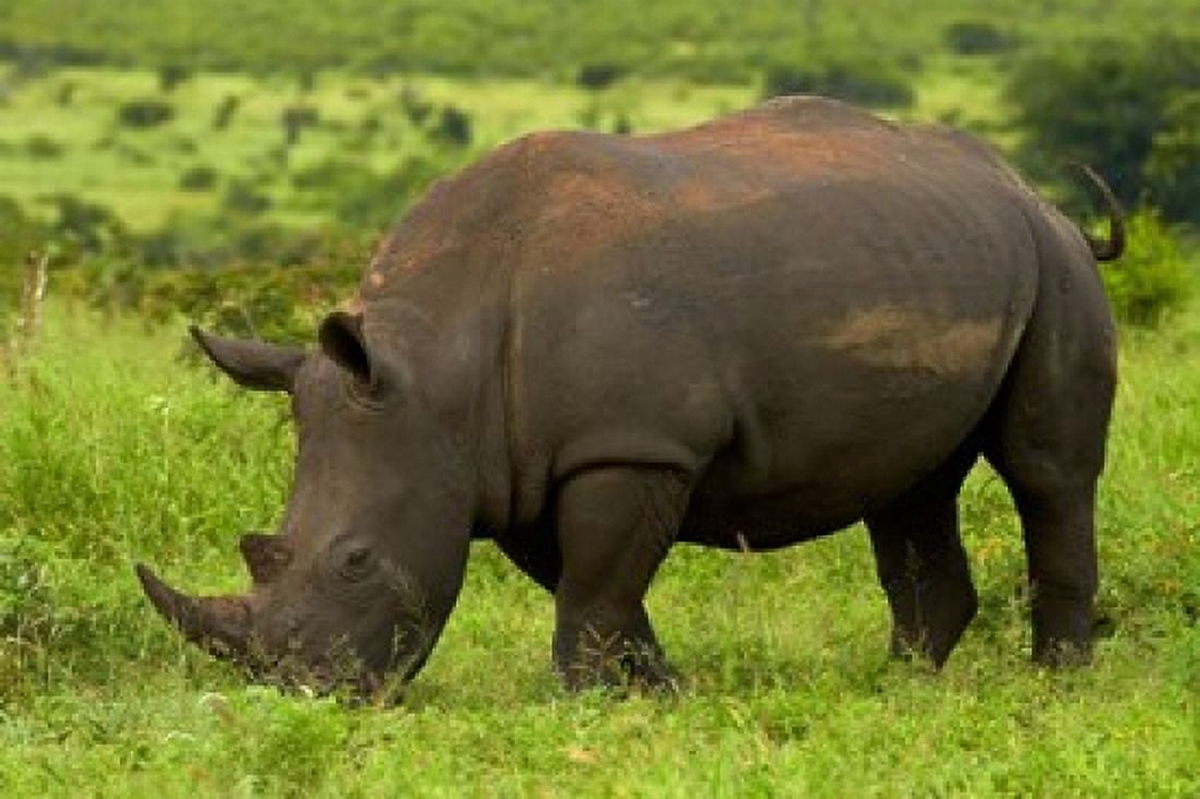 Southern white rhinoceros Kruger National Park South Africa Canvas Art - David Wall DanitaDelimont (35 x 24)