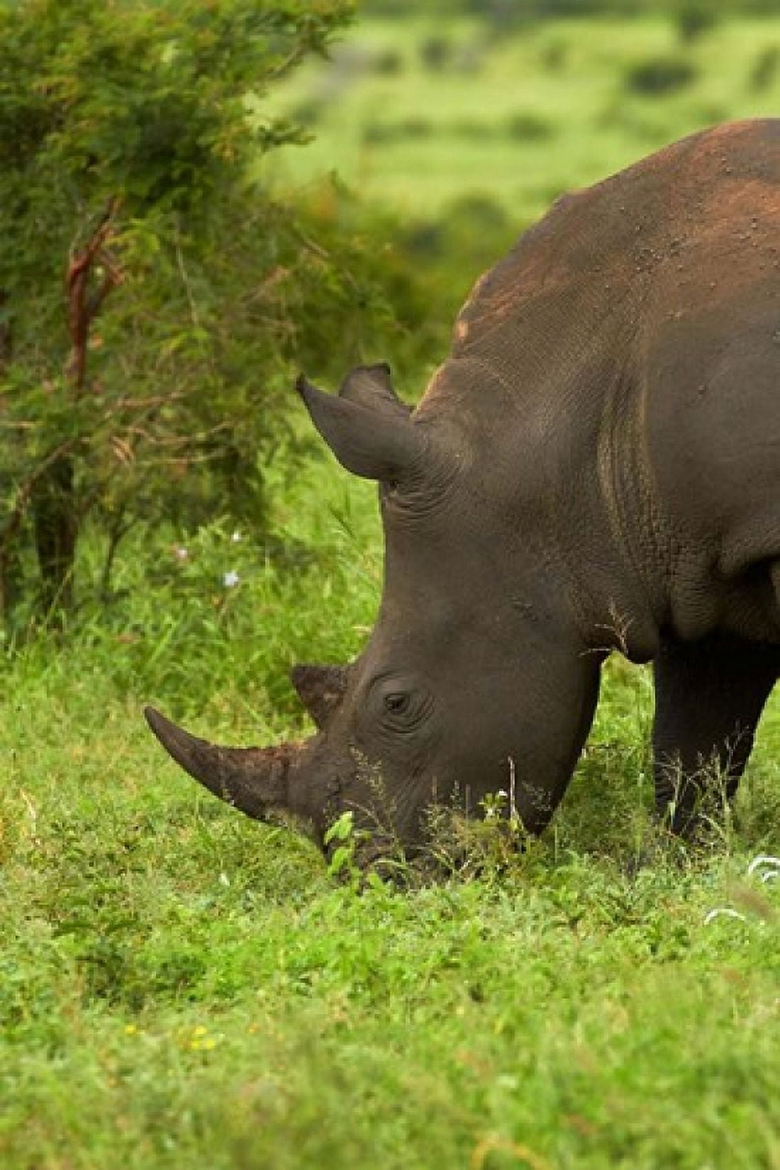 Southern white rhinoceros South Africa Canvas Art - David Wall DanitaDelimont (24 x 35)