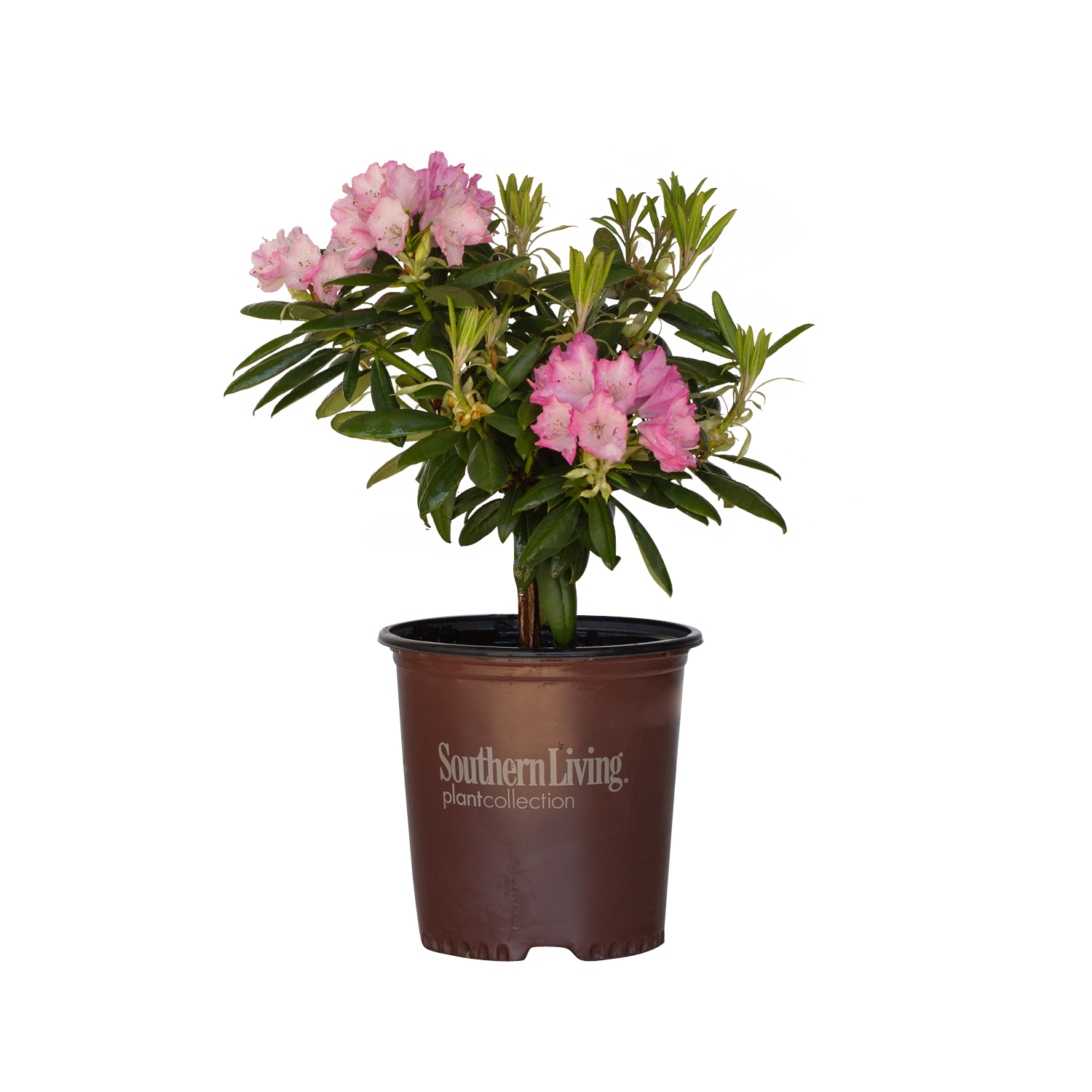 Southern Living Southgate Brandi Rhododendron Live Shrub in 2-Gallon Grower Pot
