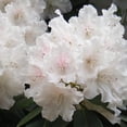 thumbnail image 1 of Southgate® Grace™ Rhododendron - Rhododendron 'Elizabeth Ard', 1 of 1
