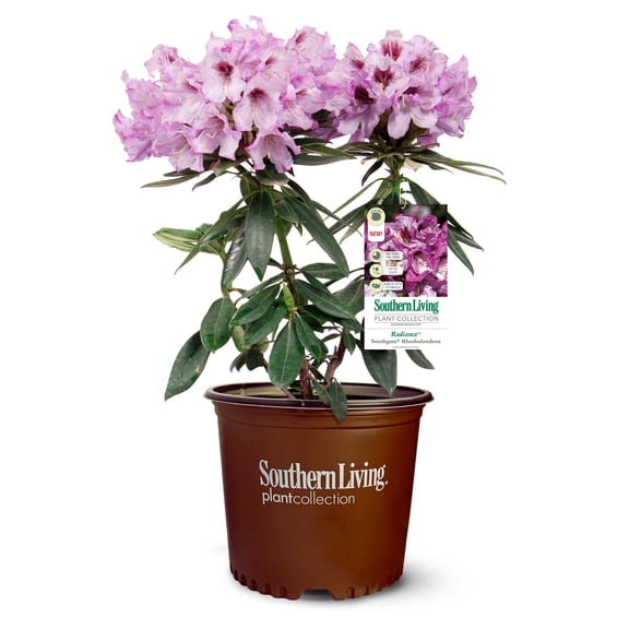 Southern Living Southgate Radiance Rhododendron Live Shrub in 2-Gallon Grower Pot