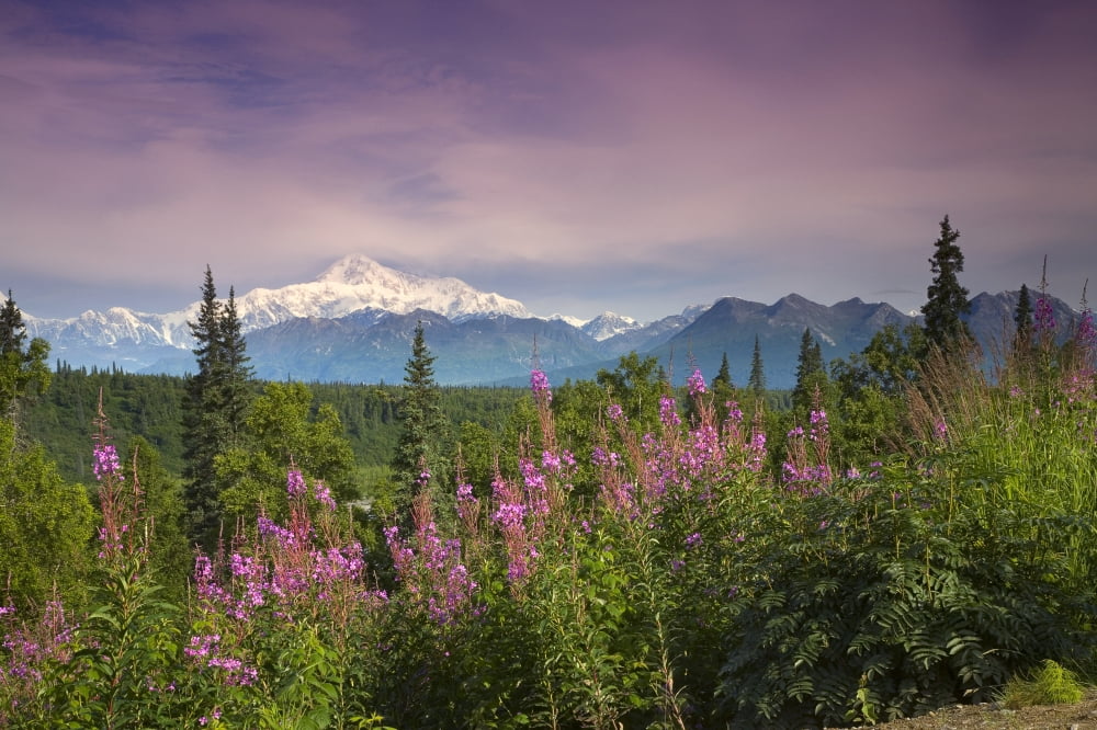 Southside View Of MtMckinley WFireweed Southcentral Alaska Summer Along Parks Highway Canvas Art - Jeff Schultz Design Pics (17 x 11)