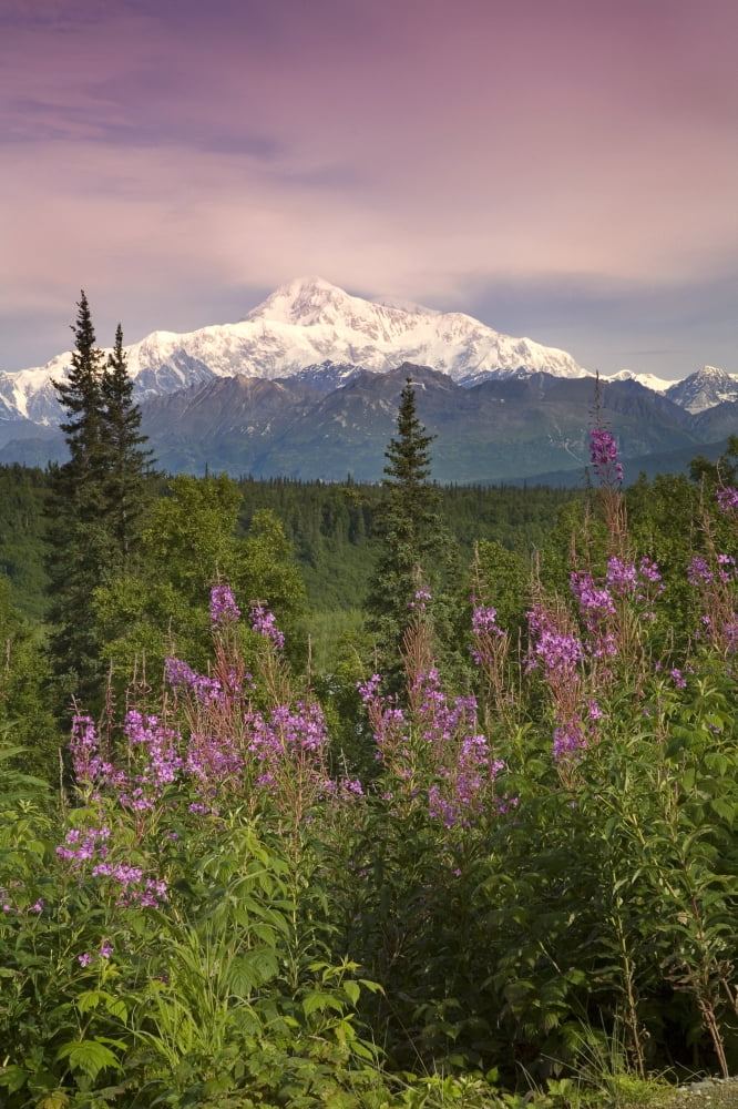 Southside View Of MtMckinley WFireweed Southcentral Alaska Summer Along Parks Highway Canvas Art - Jeff Schultz Design Pics (22 x 34)