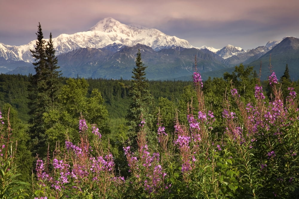 Southside View Of MtMckinley WFireweed Southcentral Alaska Summer Along Parks Highway Canvas Art - Jeff Schultz Design Pics (34 x 22)