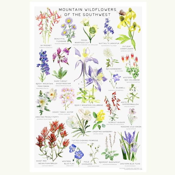 Southwest Mountain Wildflowers Art Print, Botanical Chart Poster, Unframed Paper Poster 8x10in