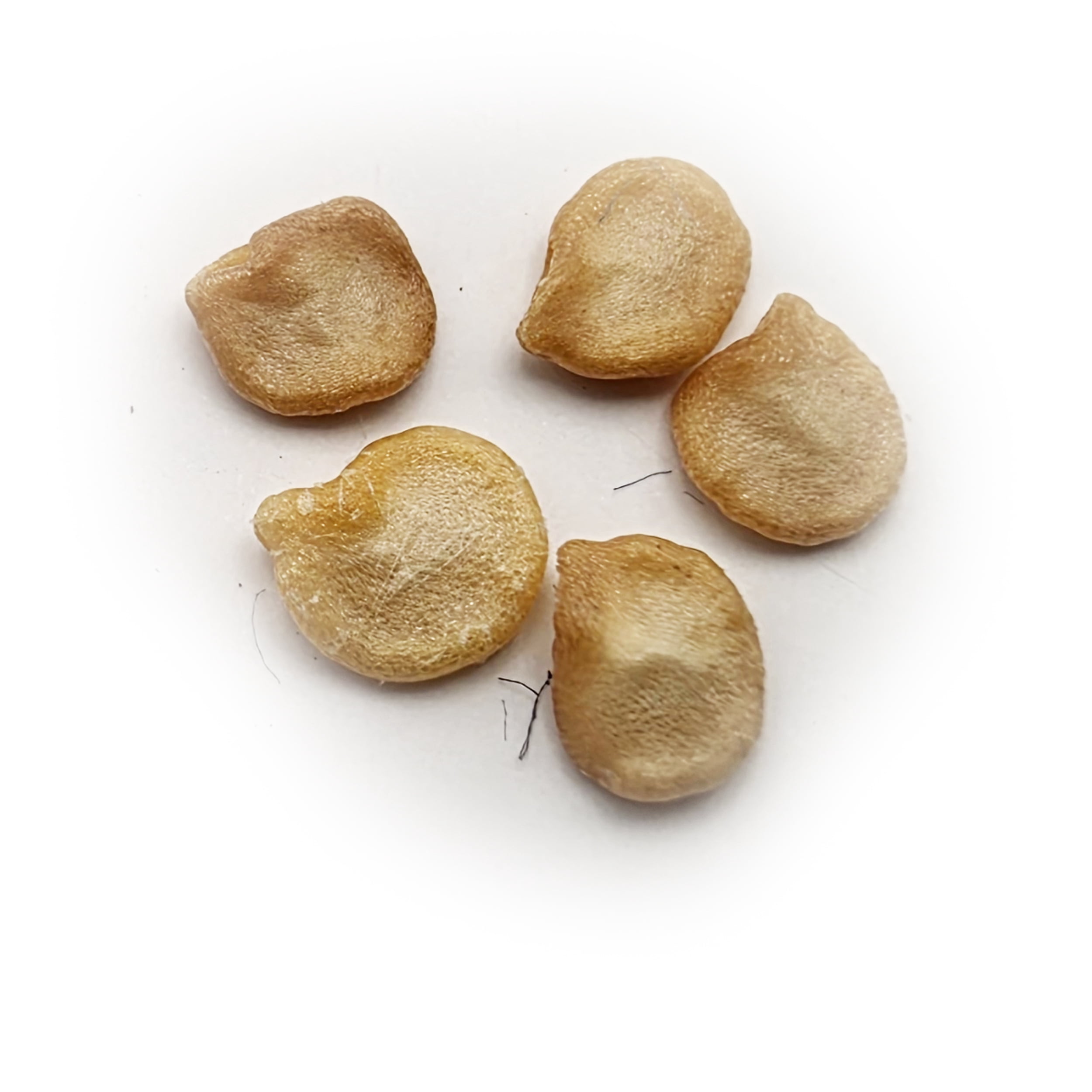 Souvenir Plant Seed Pack Chili Seeds