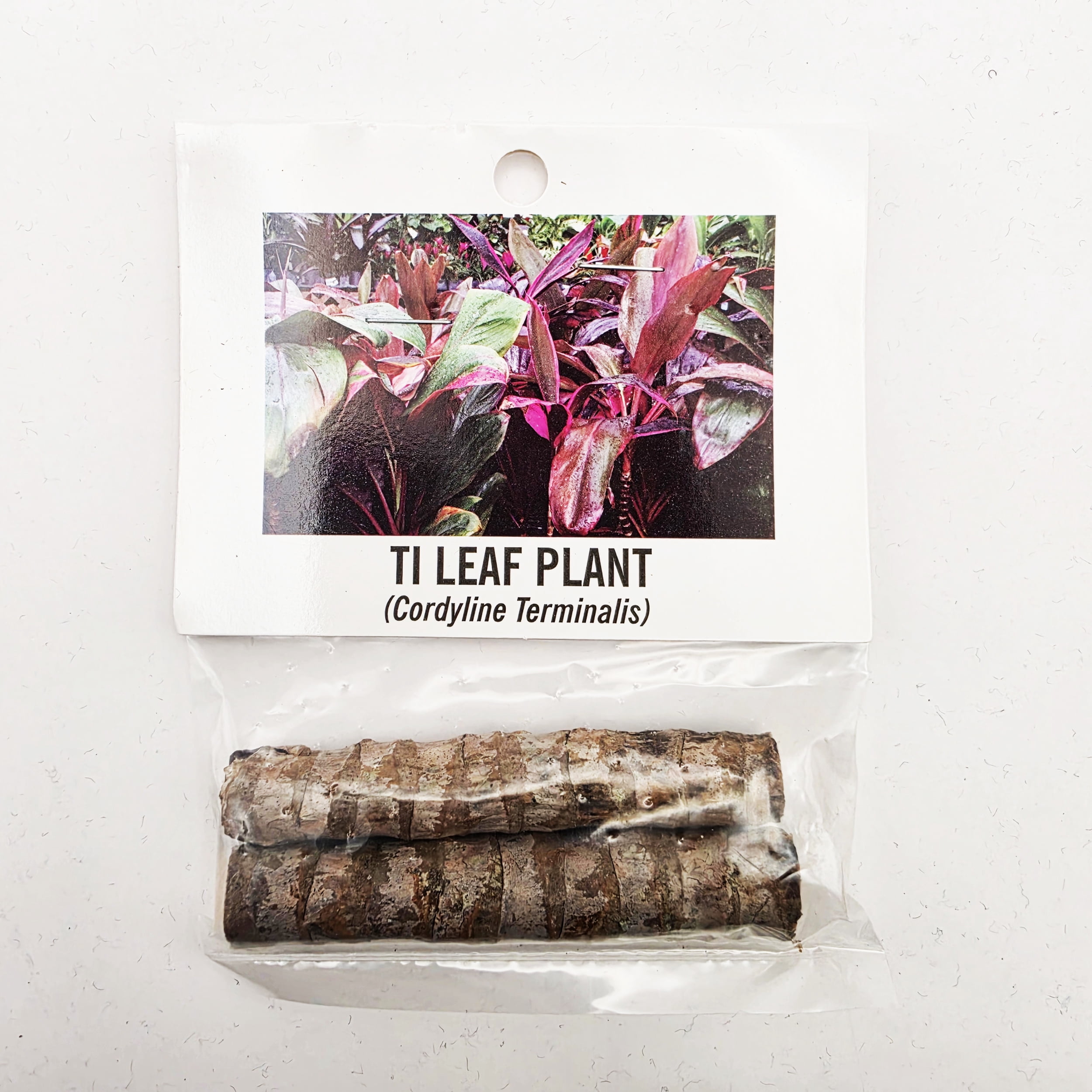 Souvenir Plant Cutting Tilo