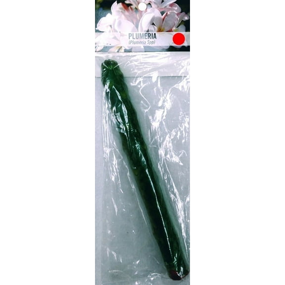 Souvenir Plant Souvenir Plumeria Live Plant