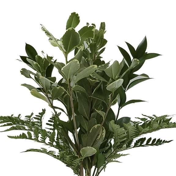 Sovereign Greens Mixed Bouquet 10 Pack of Farm Direct Fresh Cut Flowers Bouquets of Mixed Greenery by Bloomingmore