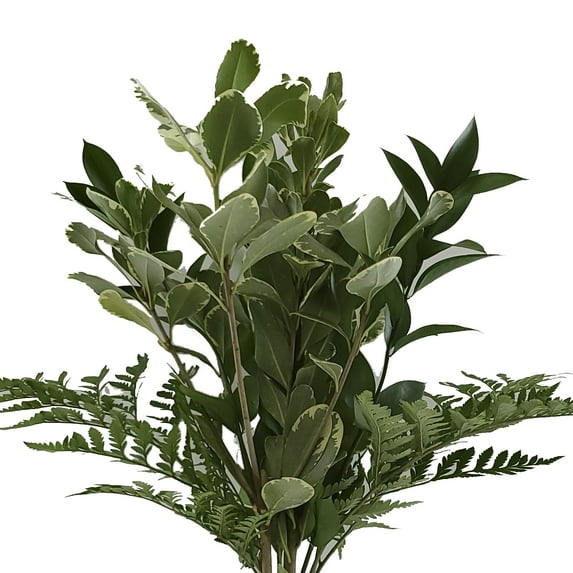 Sovereign Greens Mixed Bouquet 10 Pack of Farm Direct Fresh Cut Flowers Bouquets of Mixed Greenery by Bloomingmore