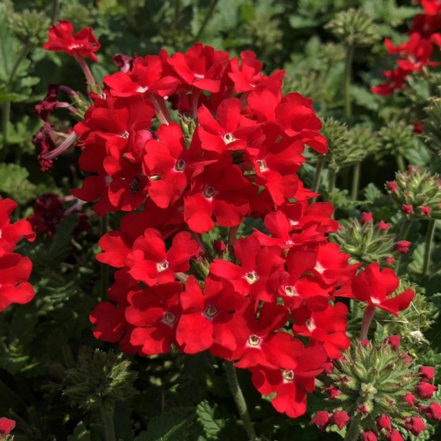 Sow 75 Scarlet Verbena Compacta Unit (1 pack )outdoor/yard seeds(not