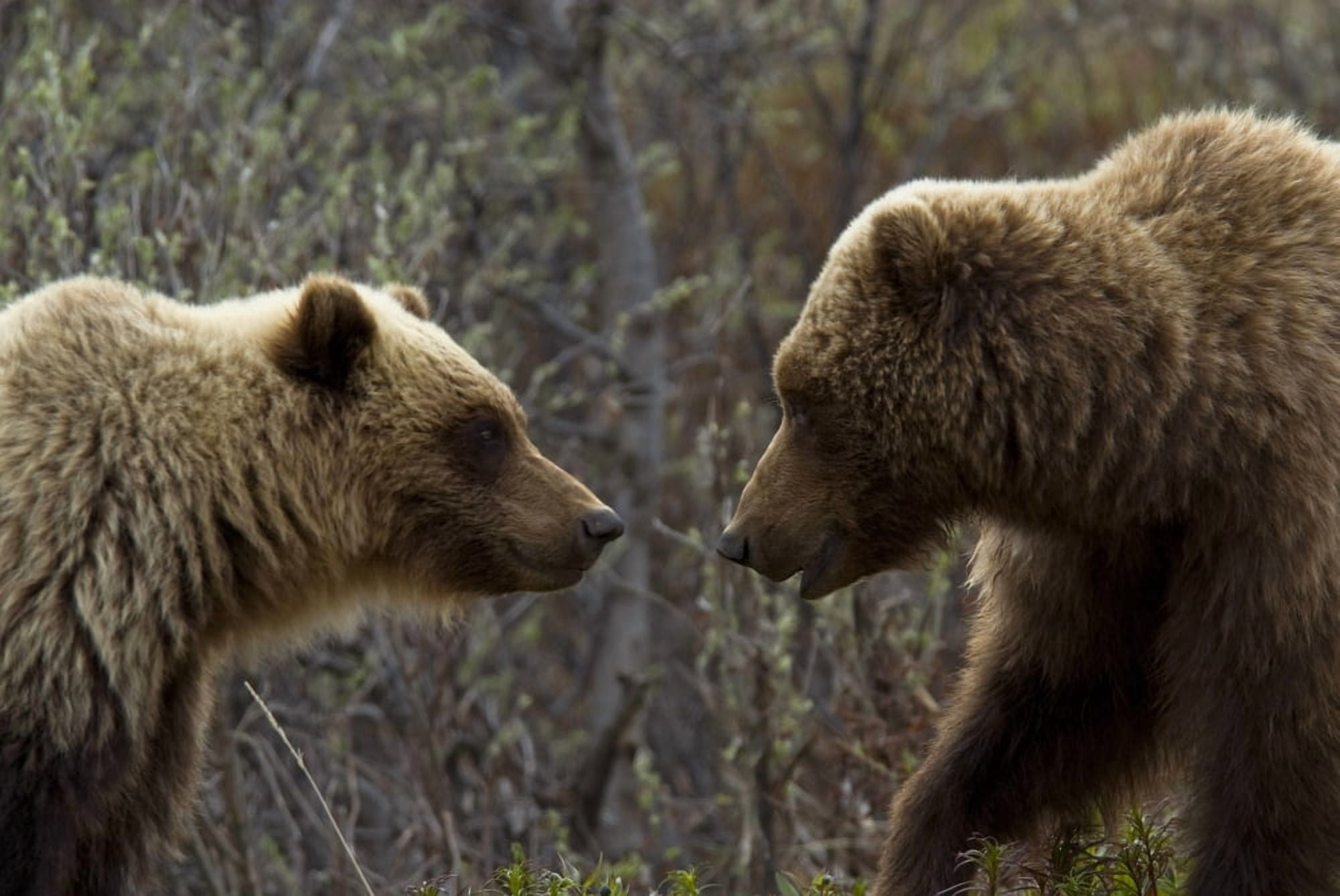 Sow And Cub Grizzly Face To Face At Sable Pass In Denali National Park Interior Alaska During Spring Canvas Art - Daryl Pederson Design Pics (34 x 22)